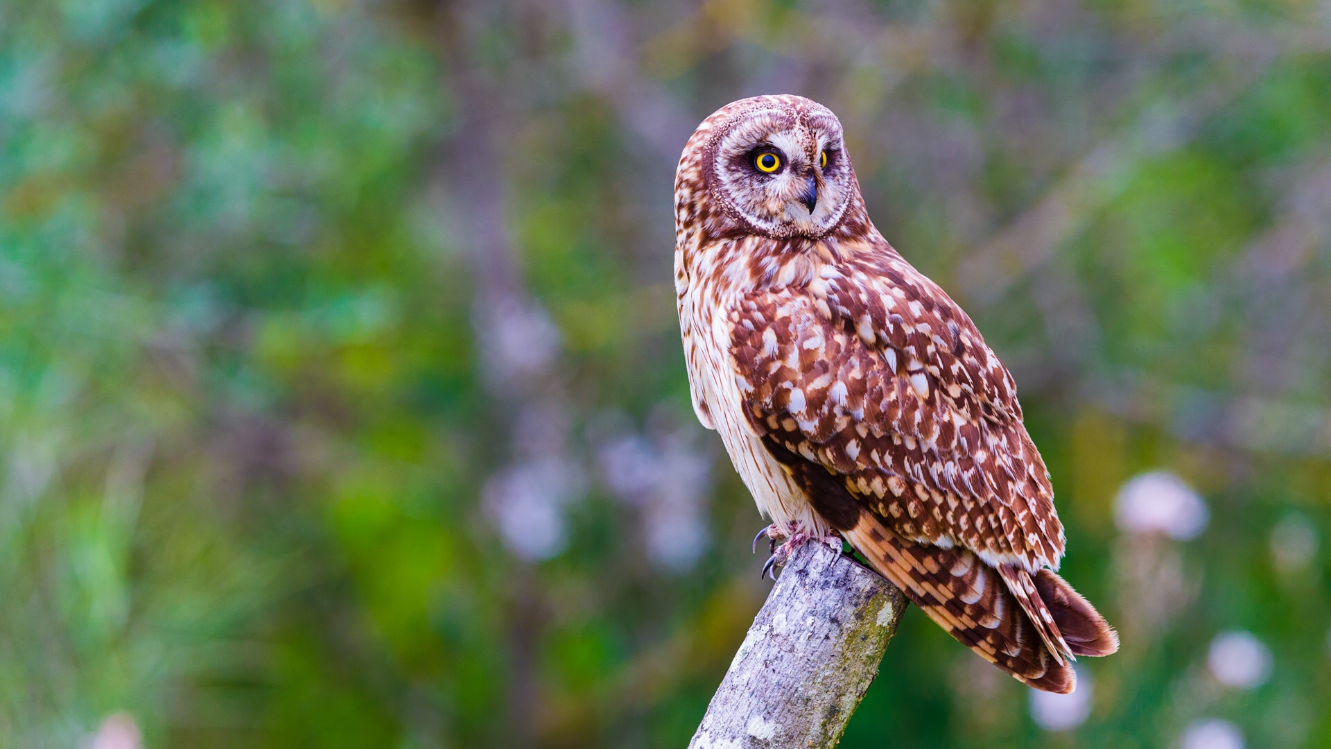 Short-eared Owl (Northern) (Asio flammeus flammeus)